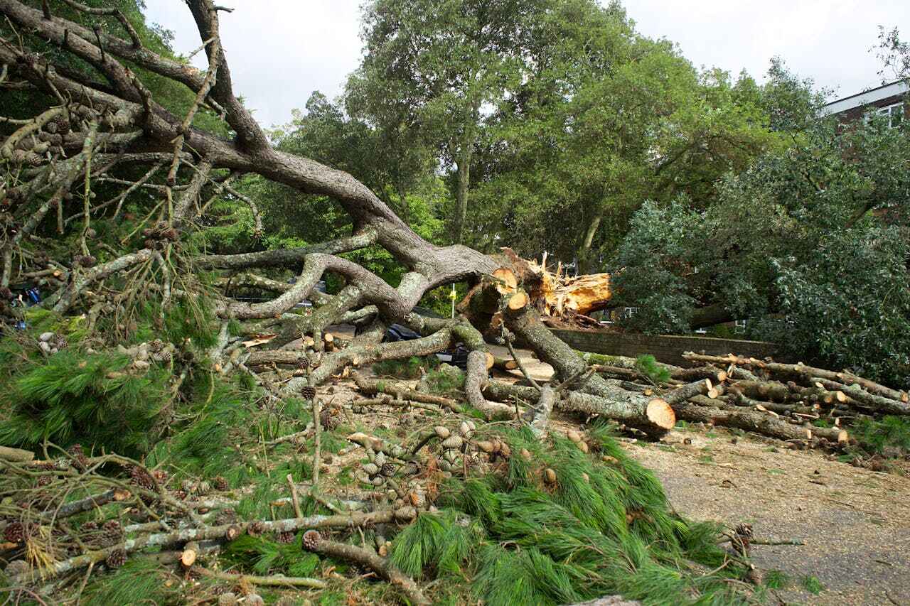 Best Dead Tree Removal  in Columbia Heights, MN